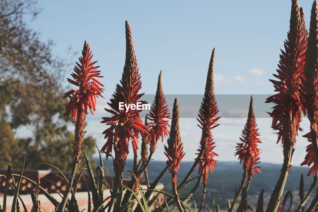 CLOSE-UP OF RED FLOWERING PLANT