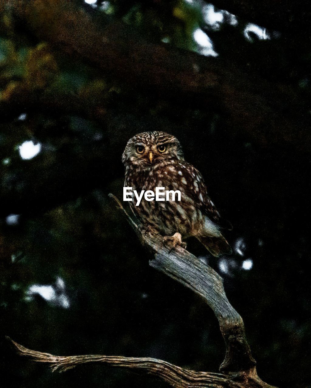 Little owl perched in a tree in woods