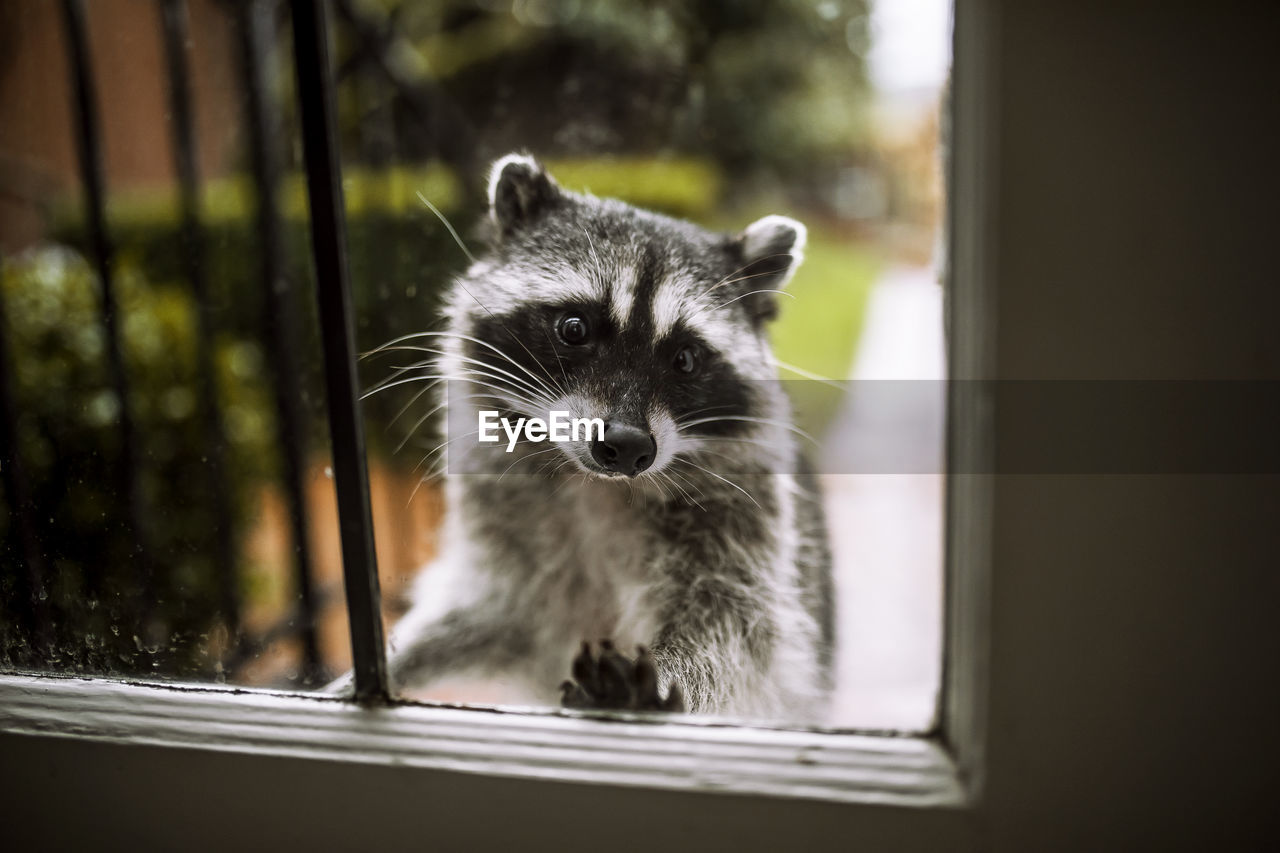 Close-up portrait of raccoon