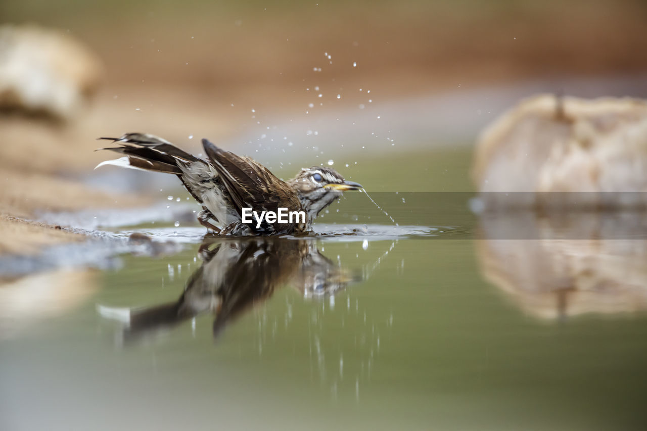 animal themes, animal, animal wildlife, nature, wildlife, water, close-up, one animal, bird, macro photography, selective focus, no people, lake, wing, reflection, outdoors, insect, motion, day, focus on foreground, beauty in nature