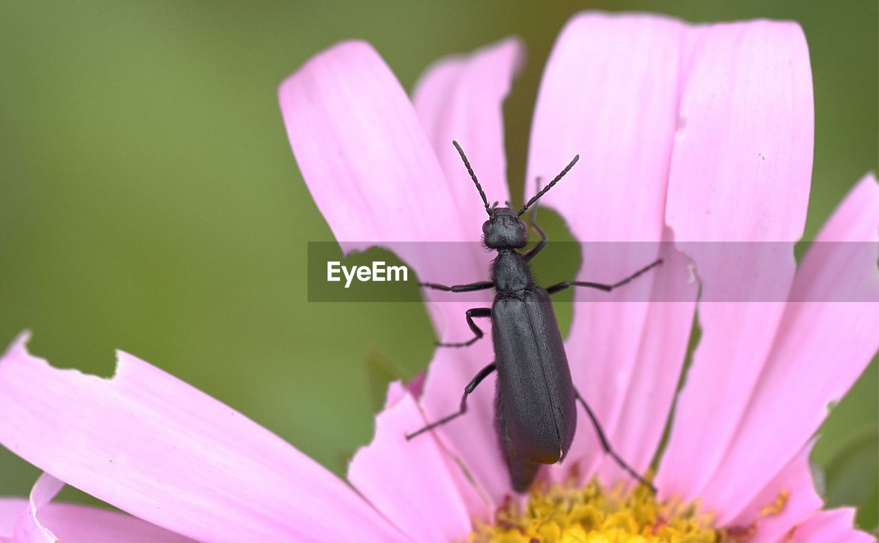 BUTTERFLY ON PINK FLOWER