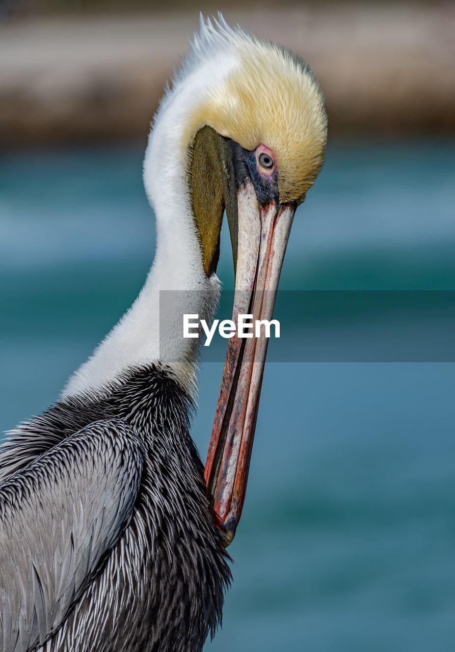 Close-up of pelican 