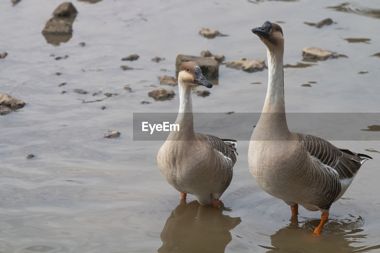 Close-up of two geese