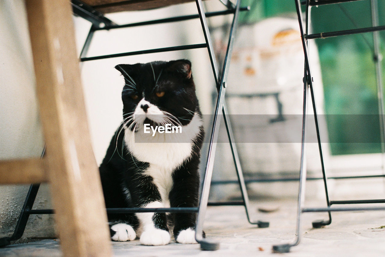 PORTRAIT OF A CAT SITTING ON FLOOR