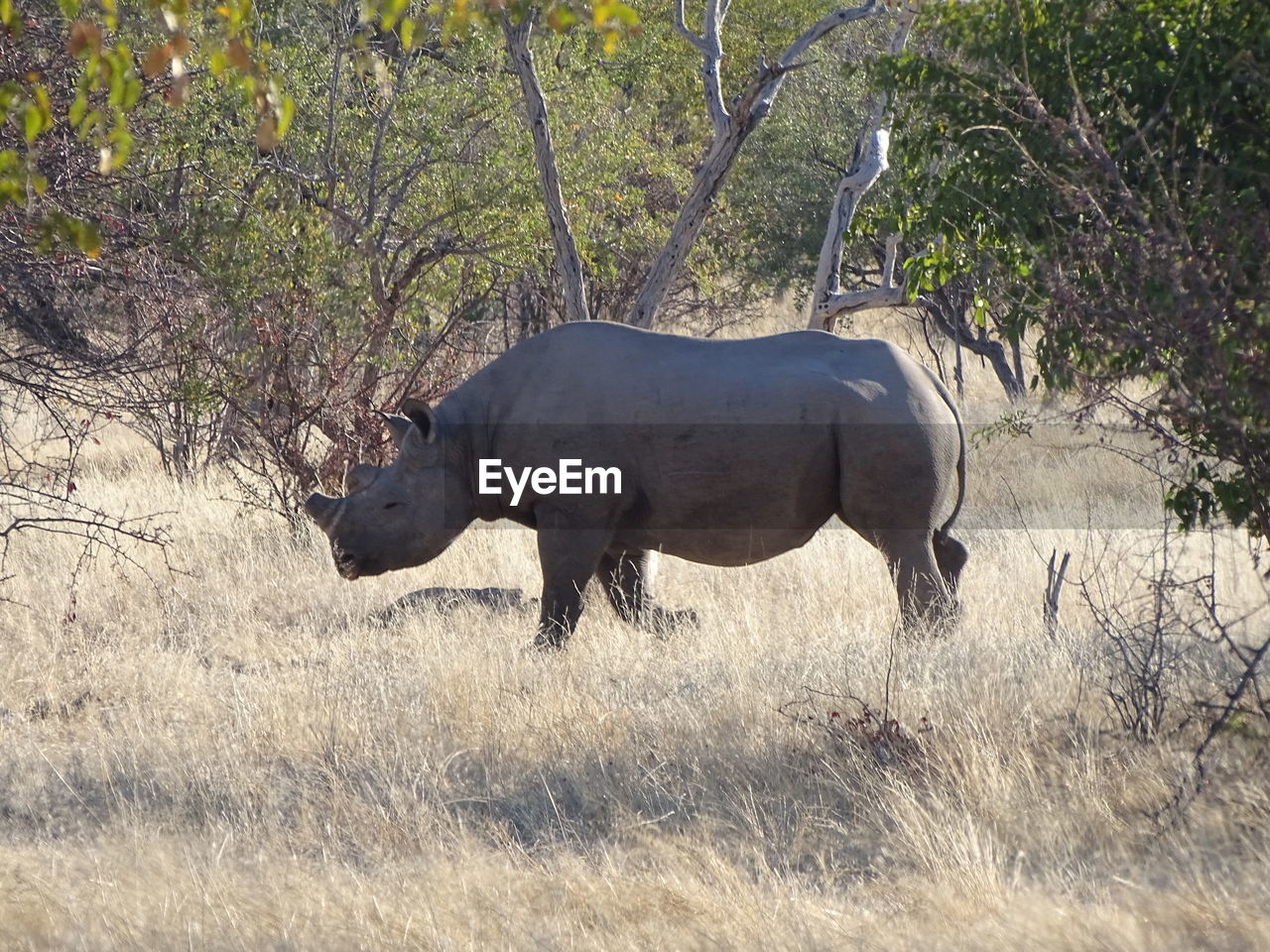 SIDE VIEW OF HORSE IN ZOO