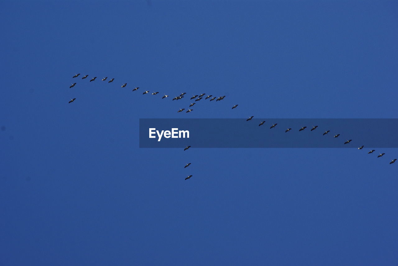 Low angle view of birds flying in sky - you can see here cranes migrate in the south, october 2017