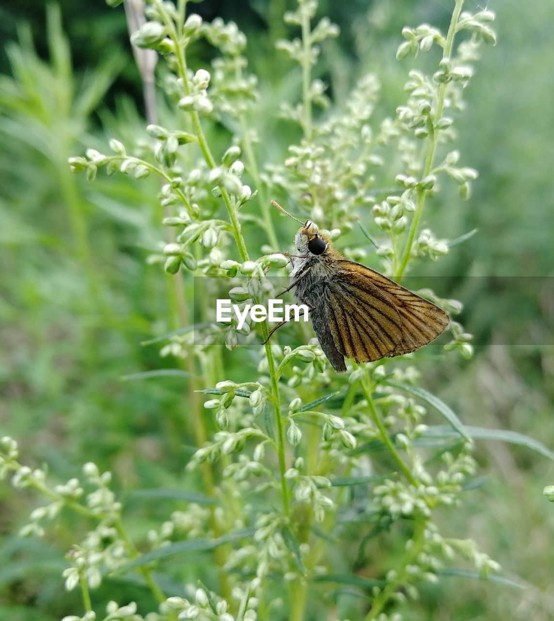 animal themes, animal, animal wildlife, one animal, wildlife, plant, insect, beauty in nature, prairie, nature, butterfly, flower, meadow, animal wing, no people, green, flowering plant, moths and butterflies, grass, close-up, selective focus, outdoors, perching, growth, day, fragility, focus on foreground, plant part, bird, environment