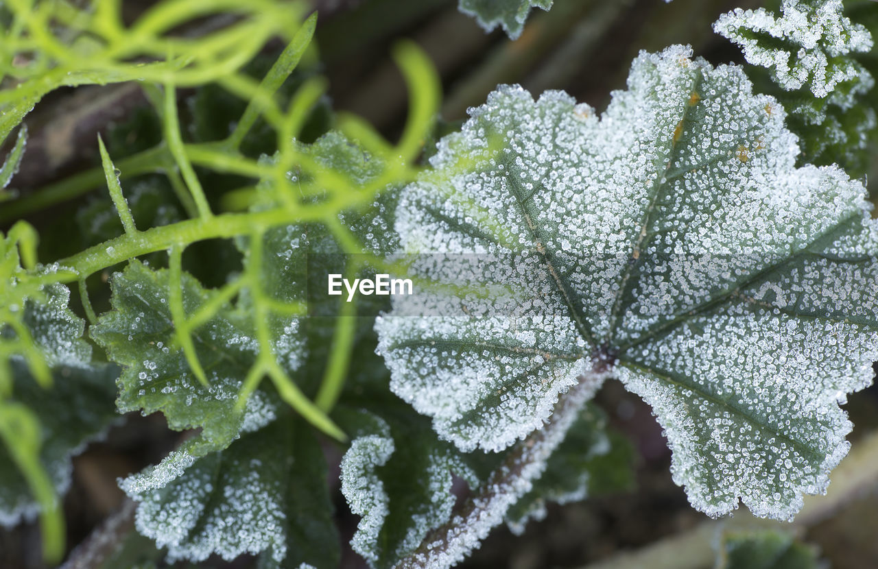 High angle view of snow covered plants