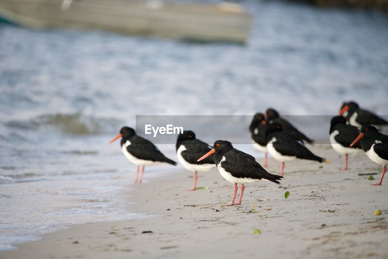 SEAGULLS AT BEACH