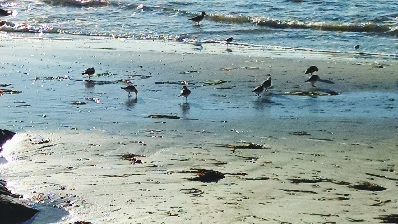 SWANS SWIMMING ON SHORE