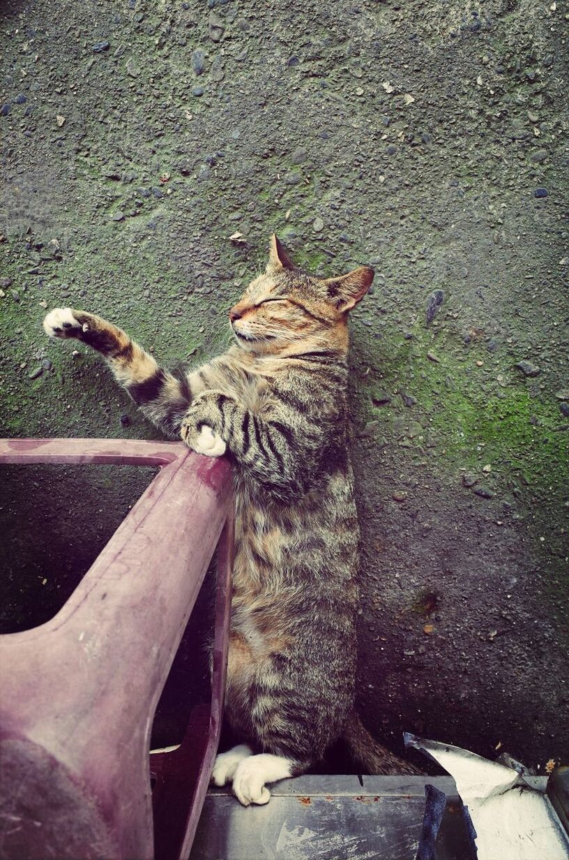 High angle view of cat sleeping on footpath