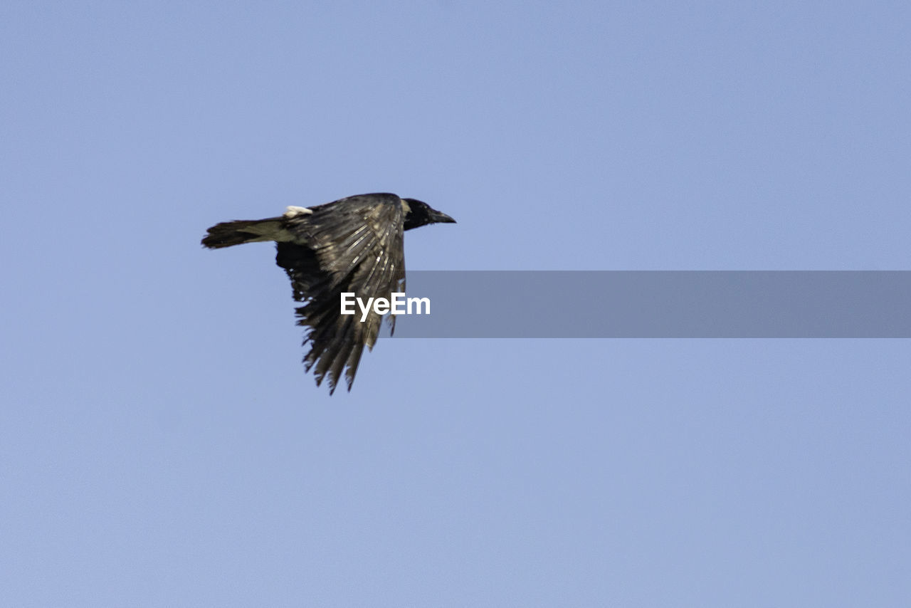 LOW ANGLE VIEW OF BIRD FLYING