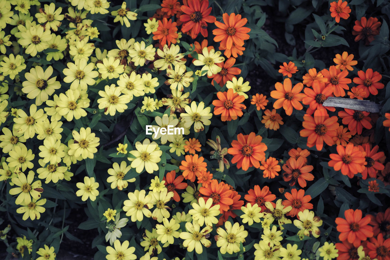 Full frame shot of yellow flowering plants