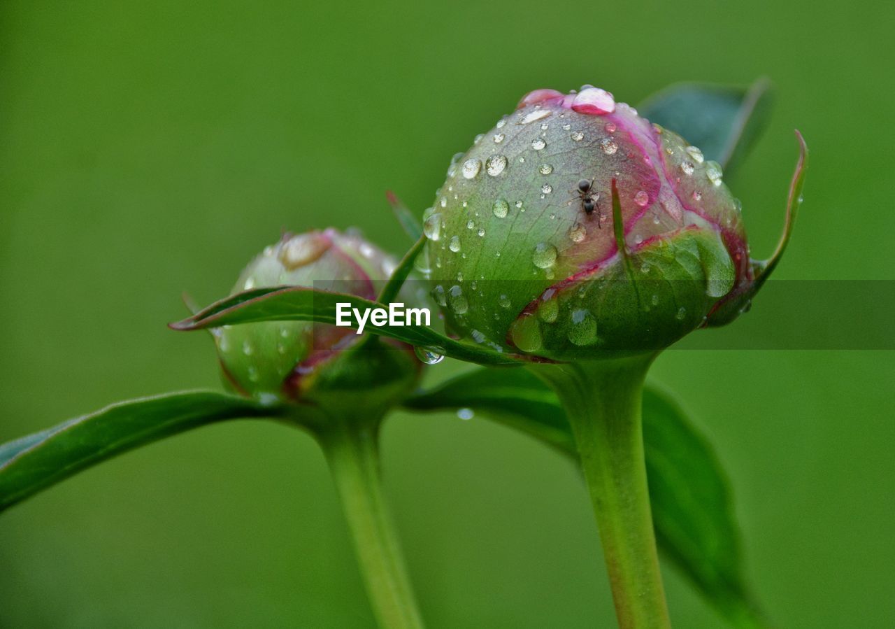 Close-up of wet flower bud