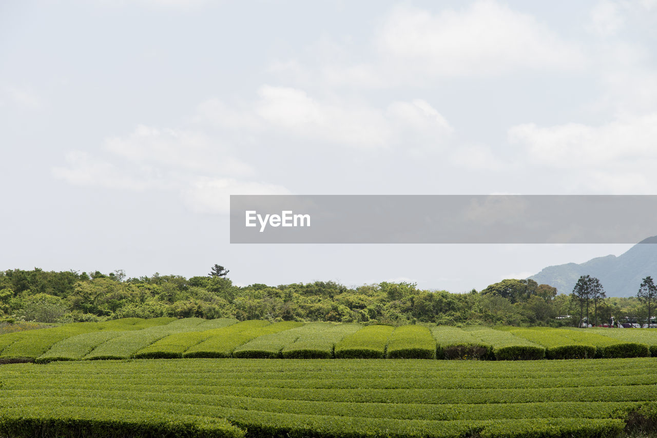 Scenic view of agricultural field against sky