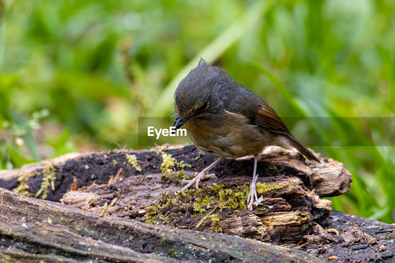 CLOSE-UP OF A BIRD PERCHING ON A PLANT