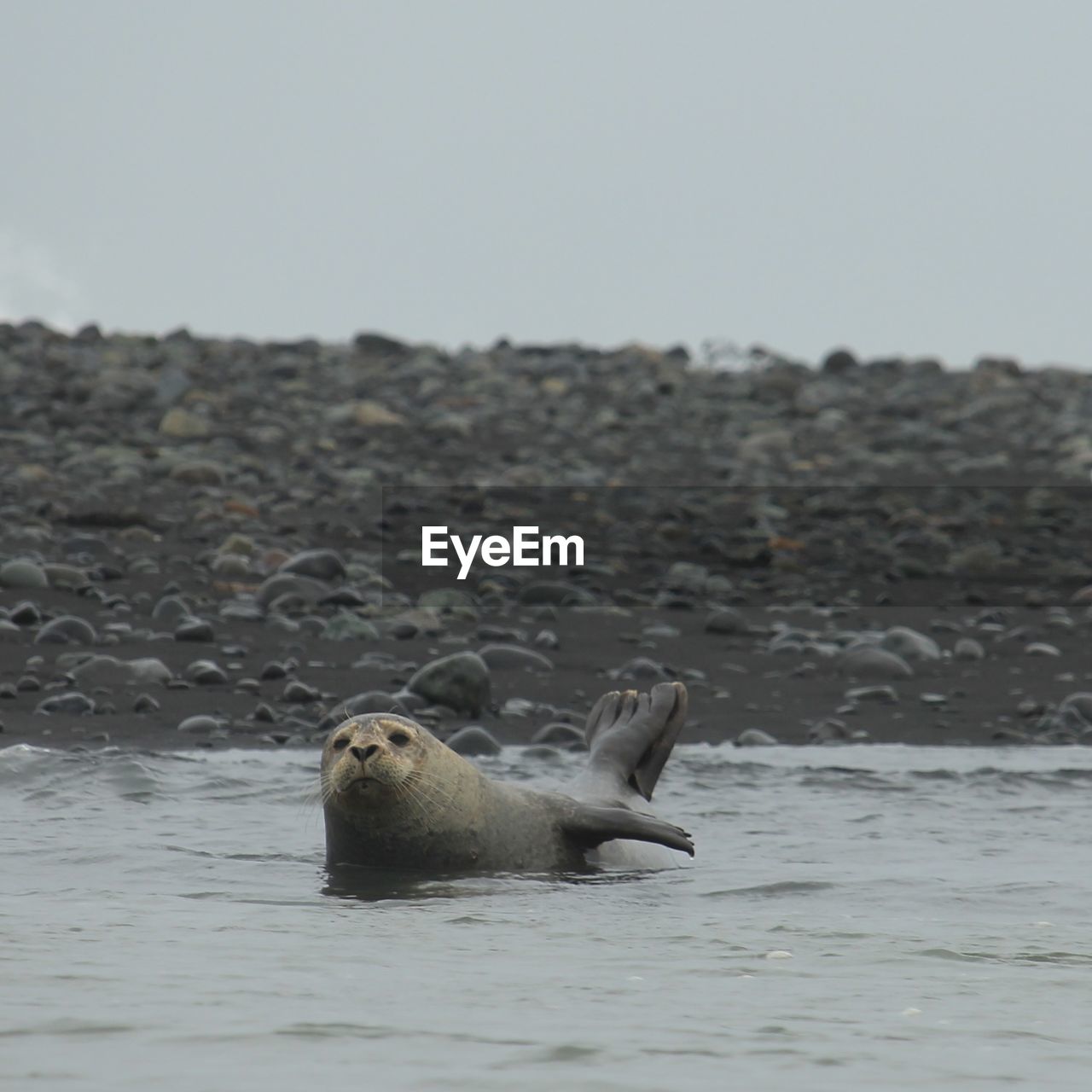 View of a seal lying in the sea