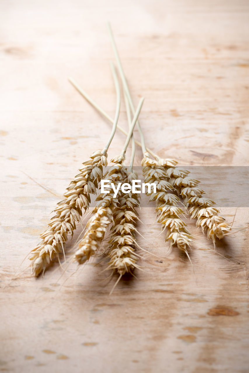 cereal plant, food and drink, food, plant, close-up, no people, crop, agriculture, nature, wheat, wood, indoors, cereal, leaf, triticale, macro photography, still life, einkorn wheat, table, freshness, wellbeing, barley, selective focus, whole grain