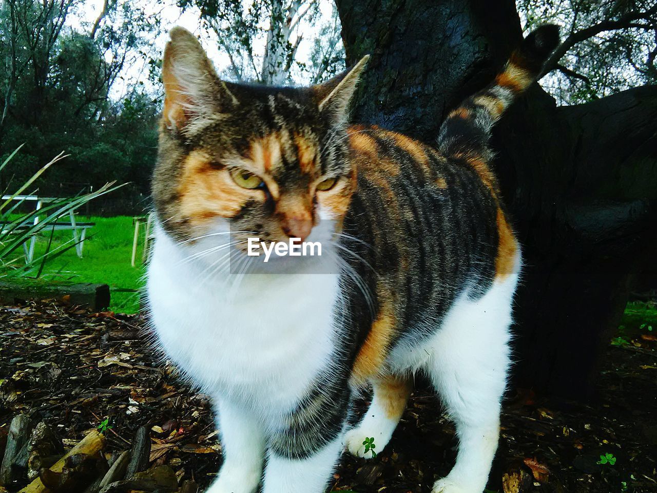 Close-up of cat looking away