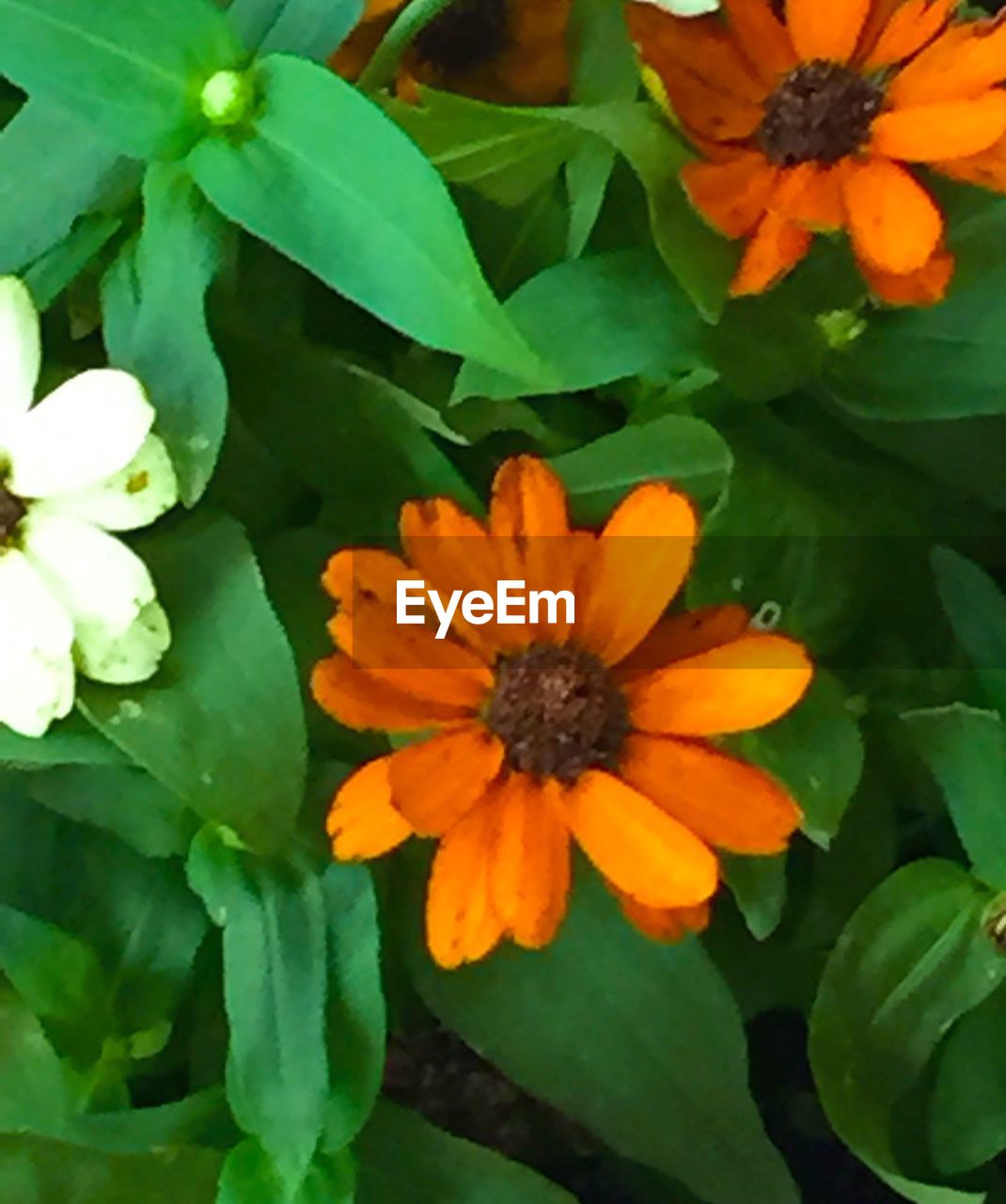 CLOSE-UP OF YELLOW FLOWERS BLOOMING