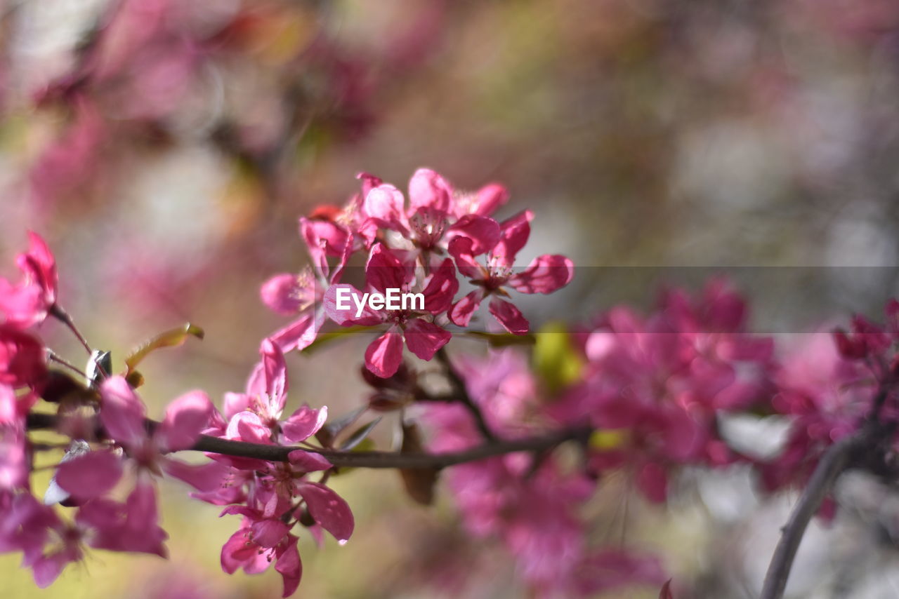 PINK CHERRY BLOSSOMS IN SPRING