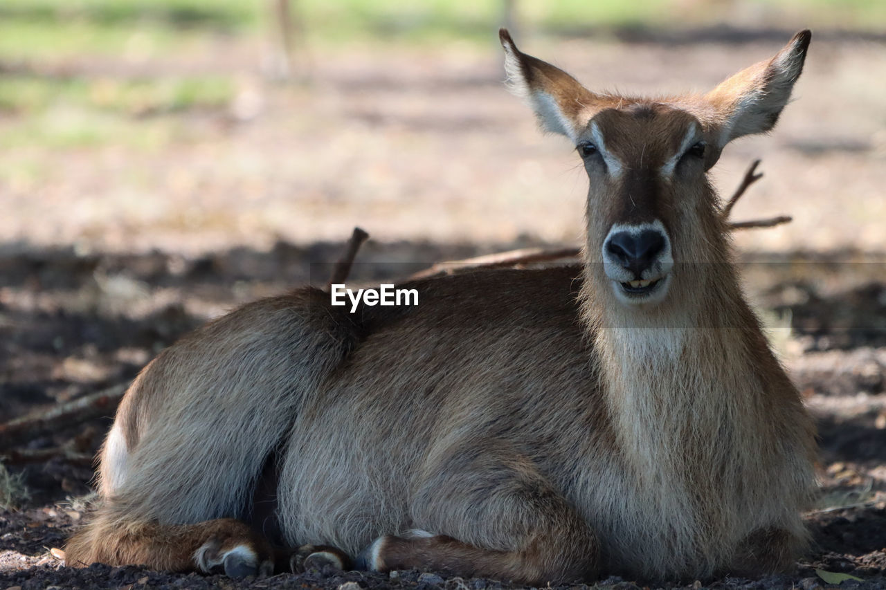 Water buck laying in field day with funny expression