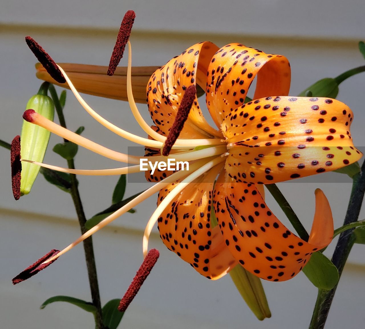 CLOSE-UP OF BUTTERFLY POLLINATING ON ORANGE LILY