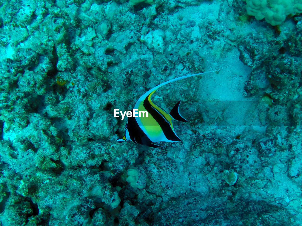 High angle view of fish in sea