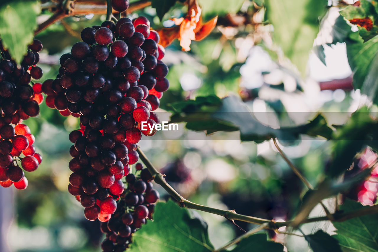 CLOSE-UP OF CHERRIES GROWING ON TREE