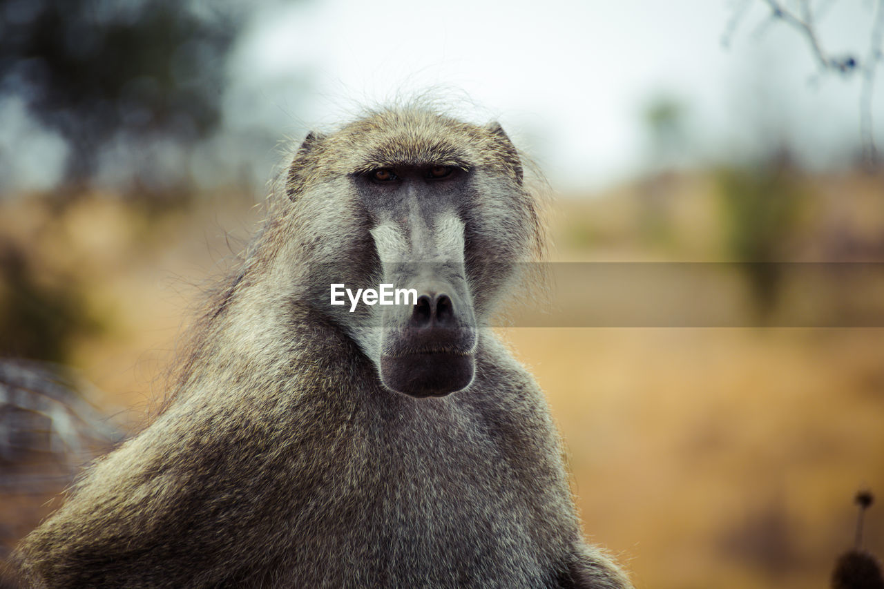 Close-up portrait of baboon