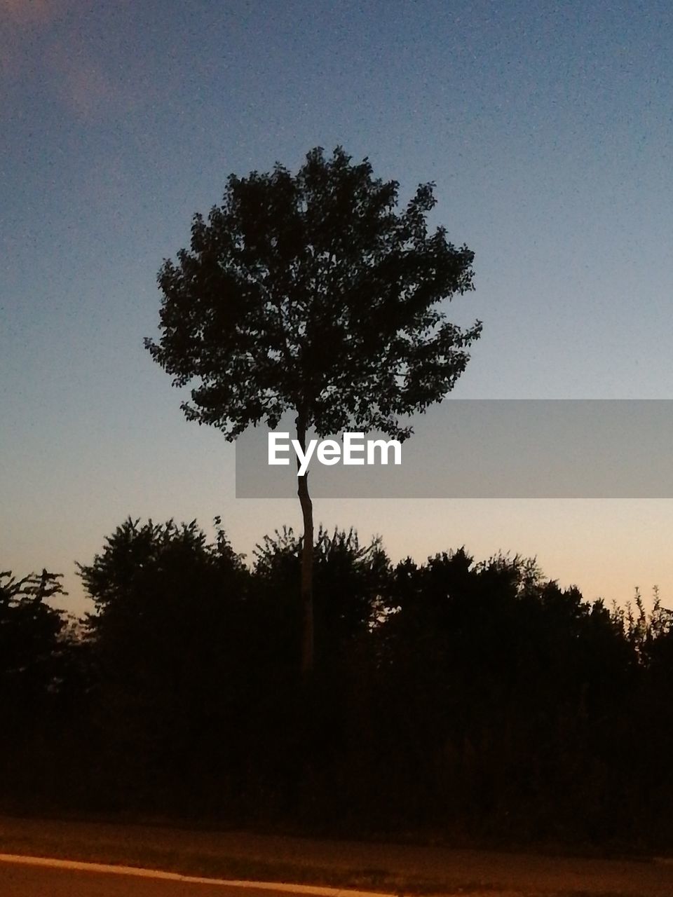 SILHOUETTE TREE ON FIELD AGAINST CLEAR SKY AT DUSK