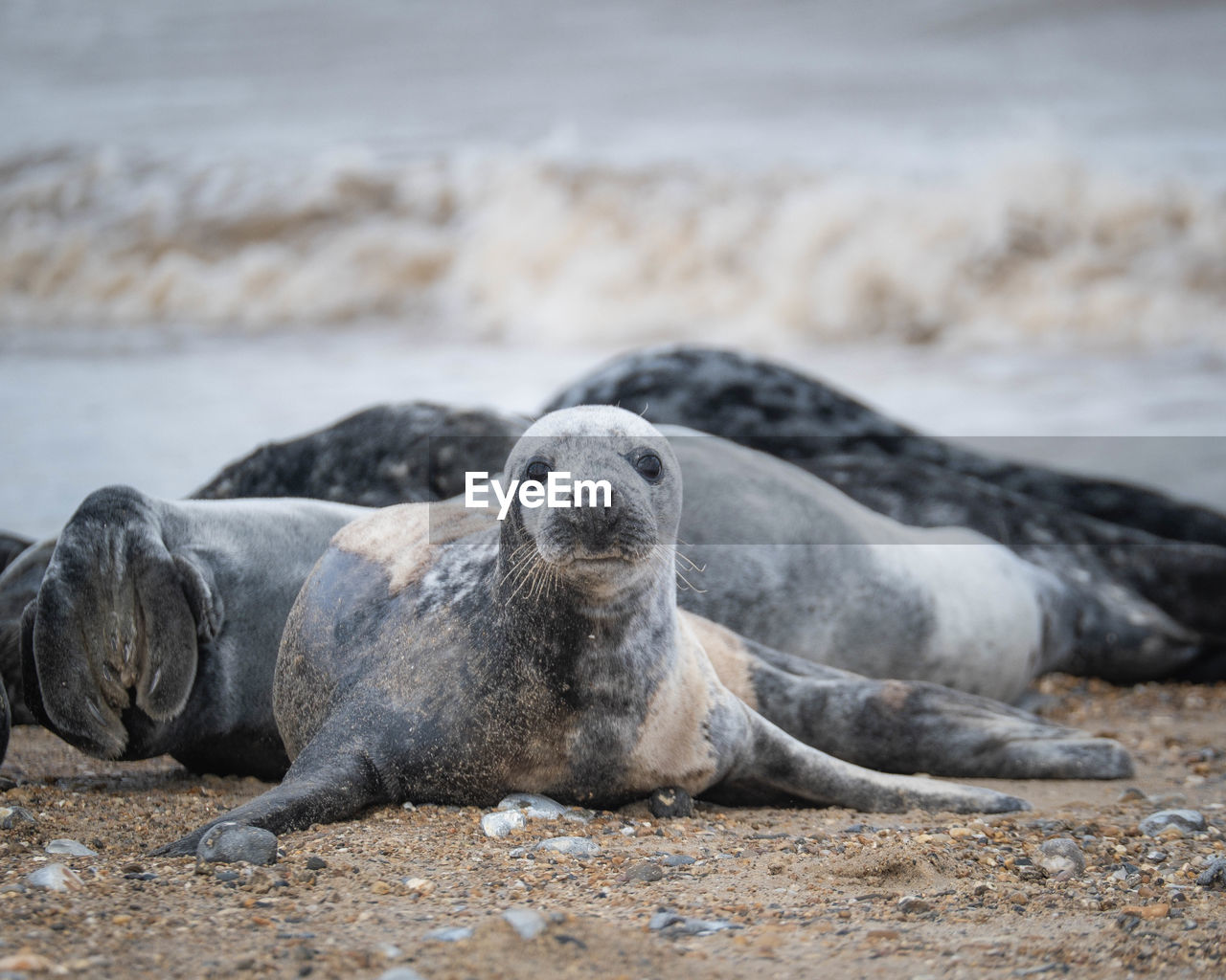 View of seal relaxing on beach