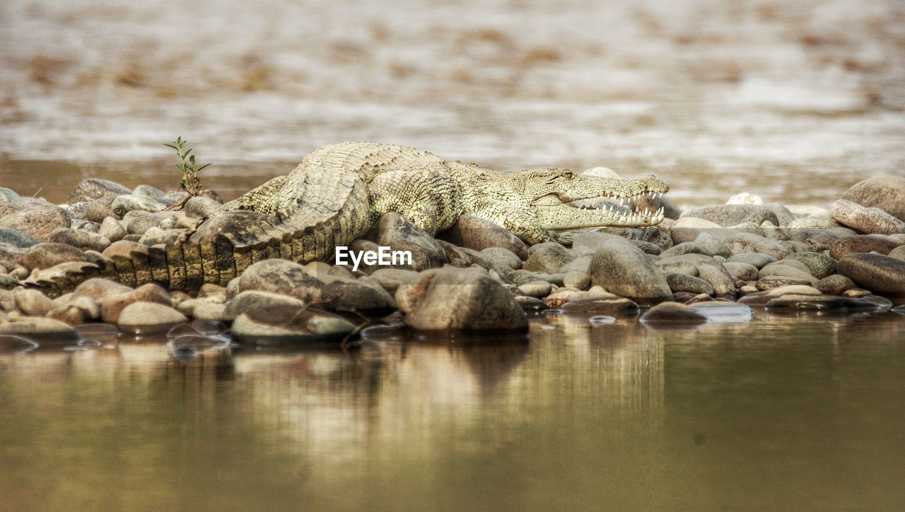 Crocodile on stones at riverbank