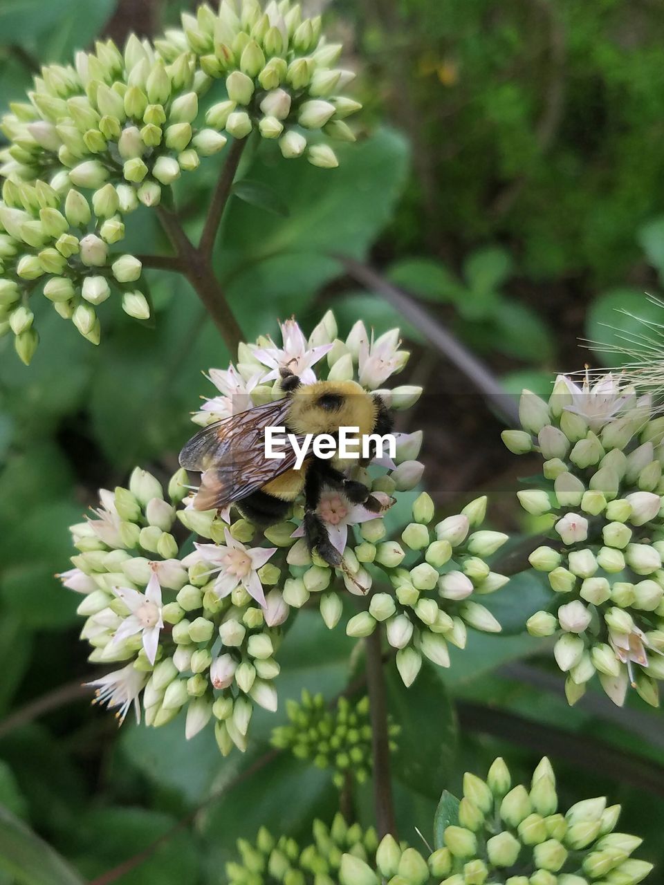 Close-up of plant