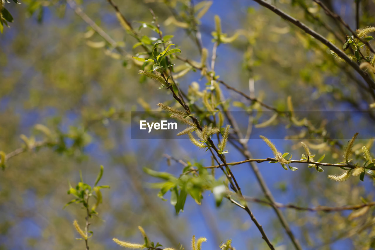 Close-up of flowering plant