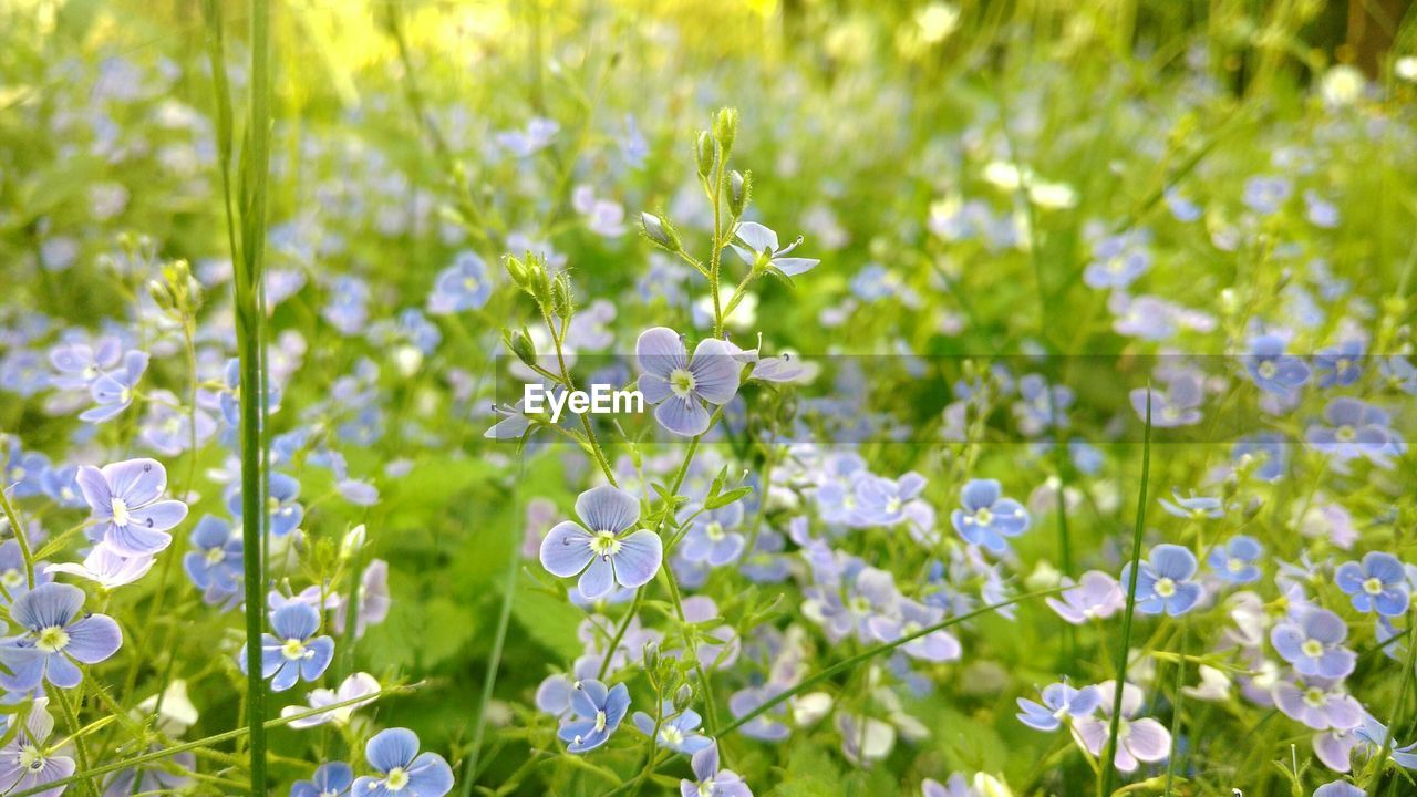 Close-up of flowers growing in field