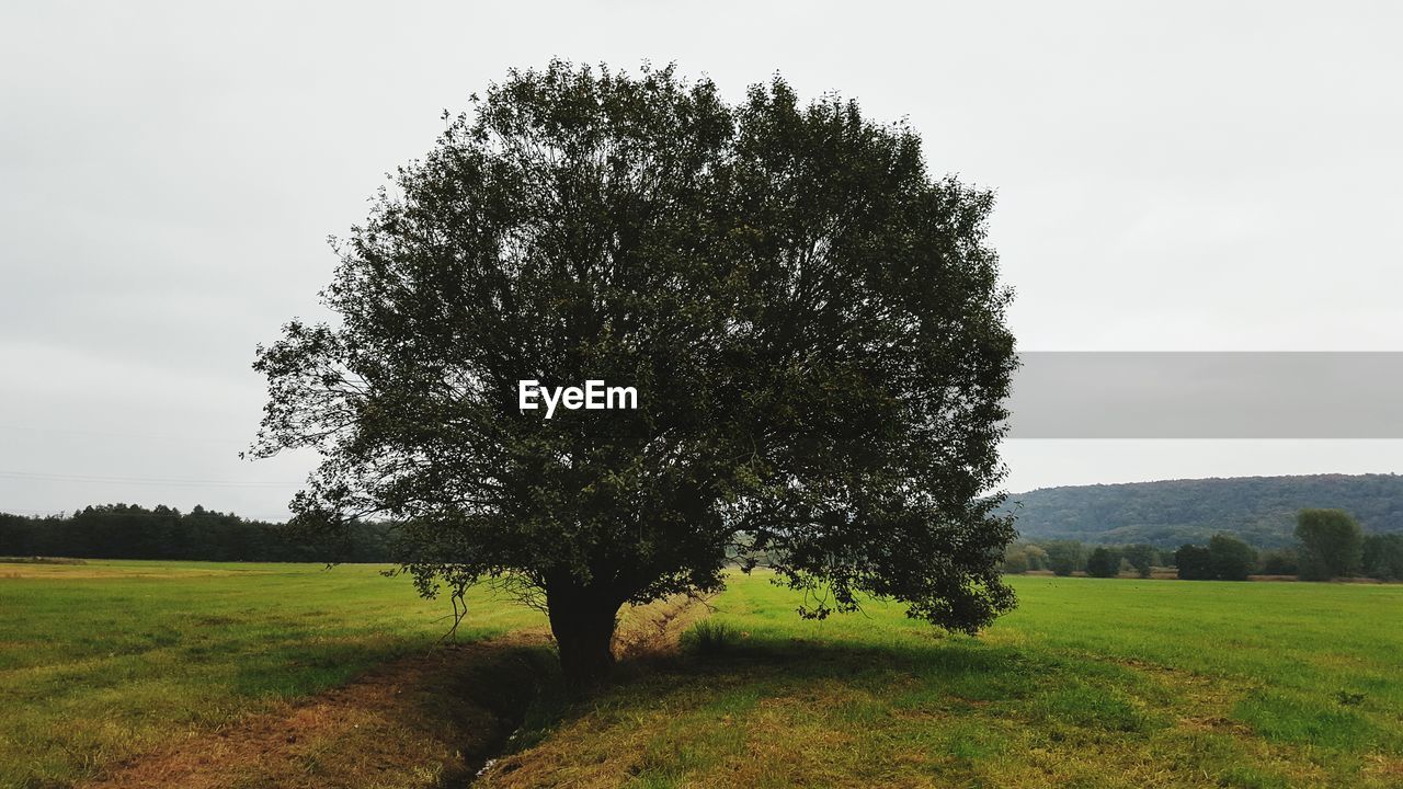 TREES ON GRASSY FIELD