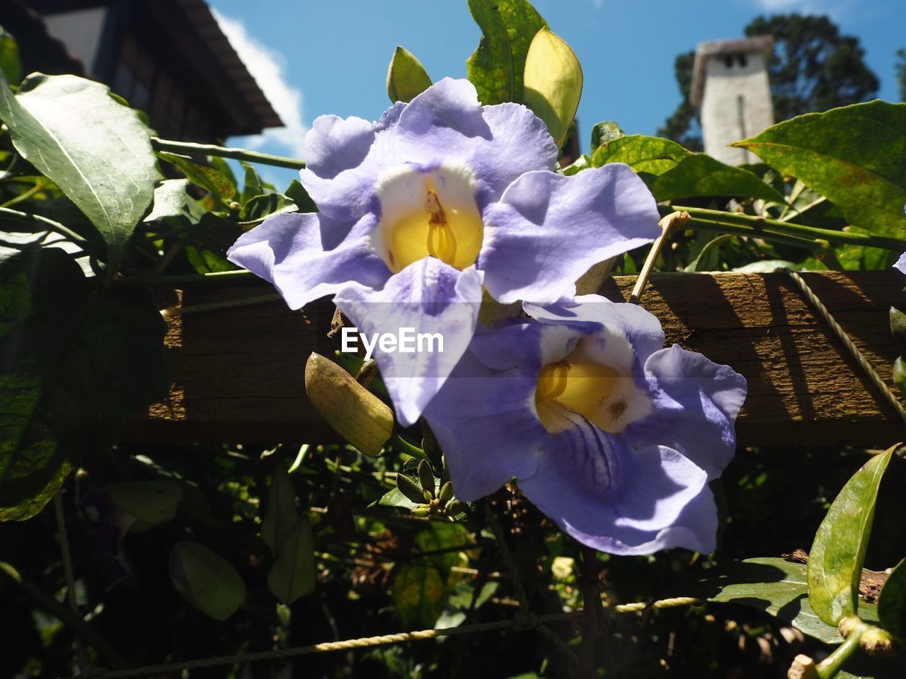 CLOSE-UP OF FLOWERS BLOOMING IN PARK