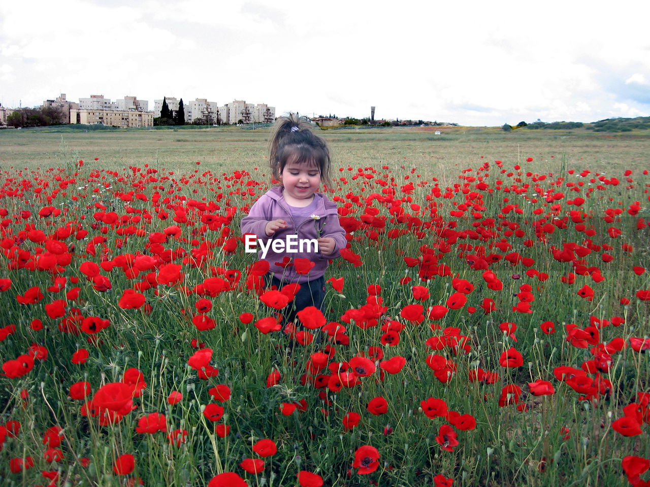 Cute girl standing amidst red flowering field