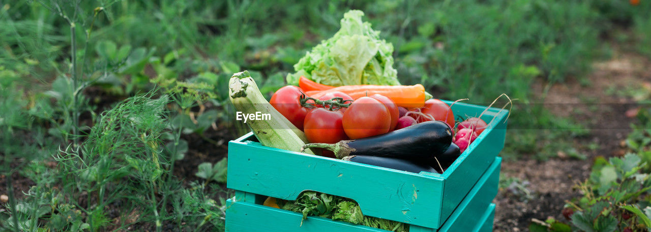 vegetable, food, food and drink, healthy eating, green, freshness, plant, wellbeing, tomato, agriculture, container, bell pepper, nature, box, growth, fruit, organic, harvesting, vegetable garden, field, crate, day, basket, garden, land, no people, flower, produce, pepper, root vegetable, grass, outdoors, red, carrot, crop, gardening, rural scene, landscape, farm, focus on foreground