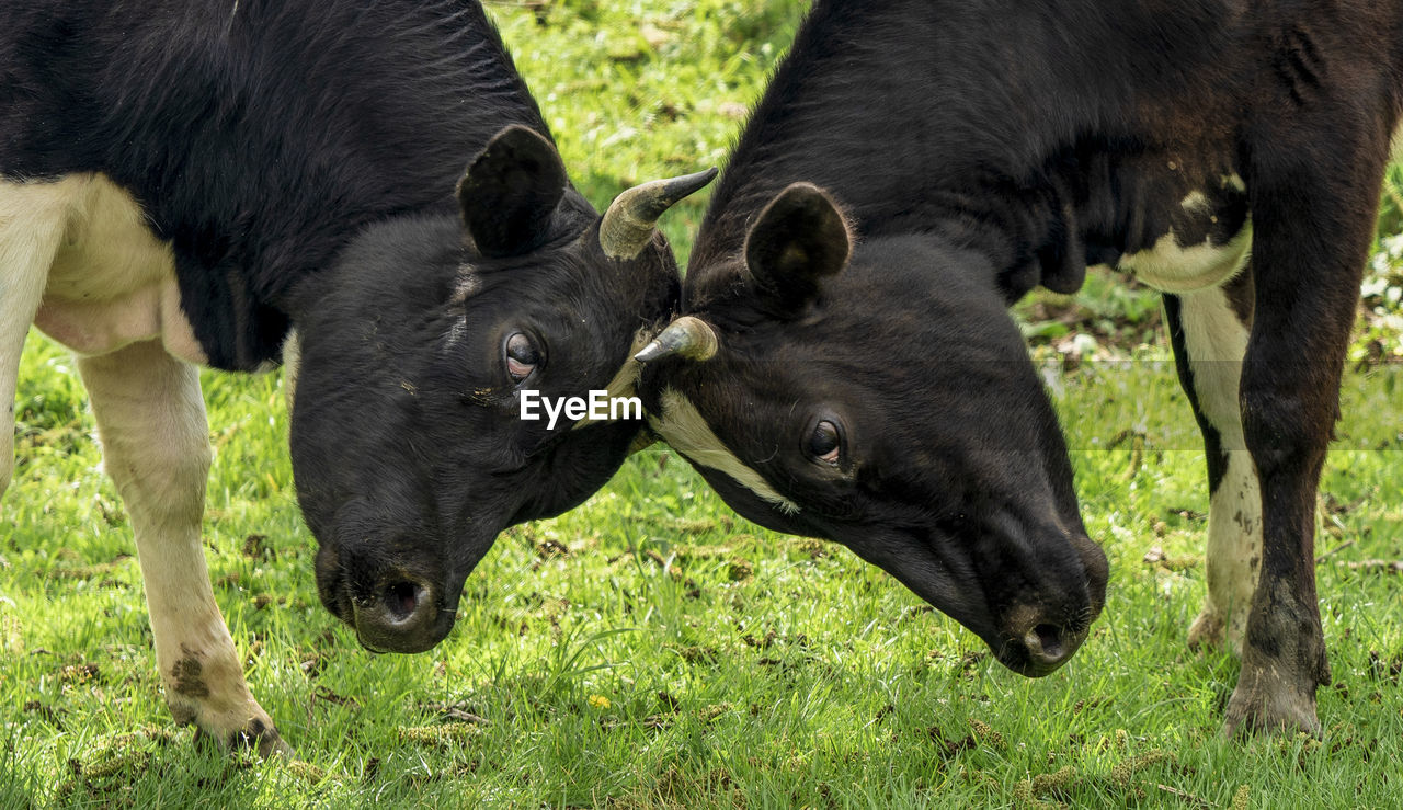 Cows grazing and fighting on field