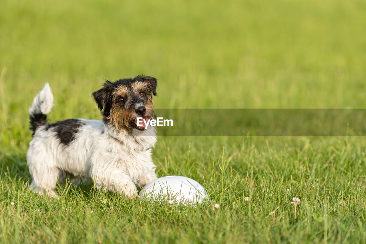 PORTRAIT OF DOG ON GRASS FIELD