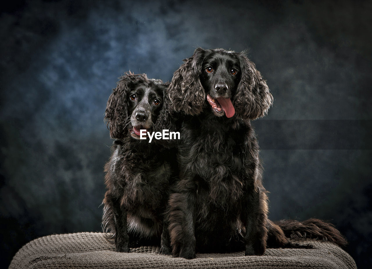 Portrait of black dogs sitting against wall at home