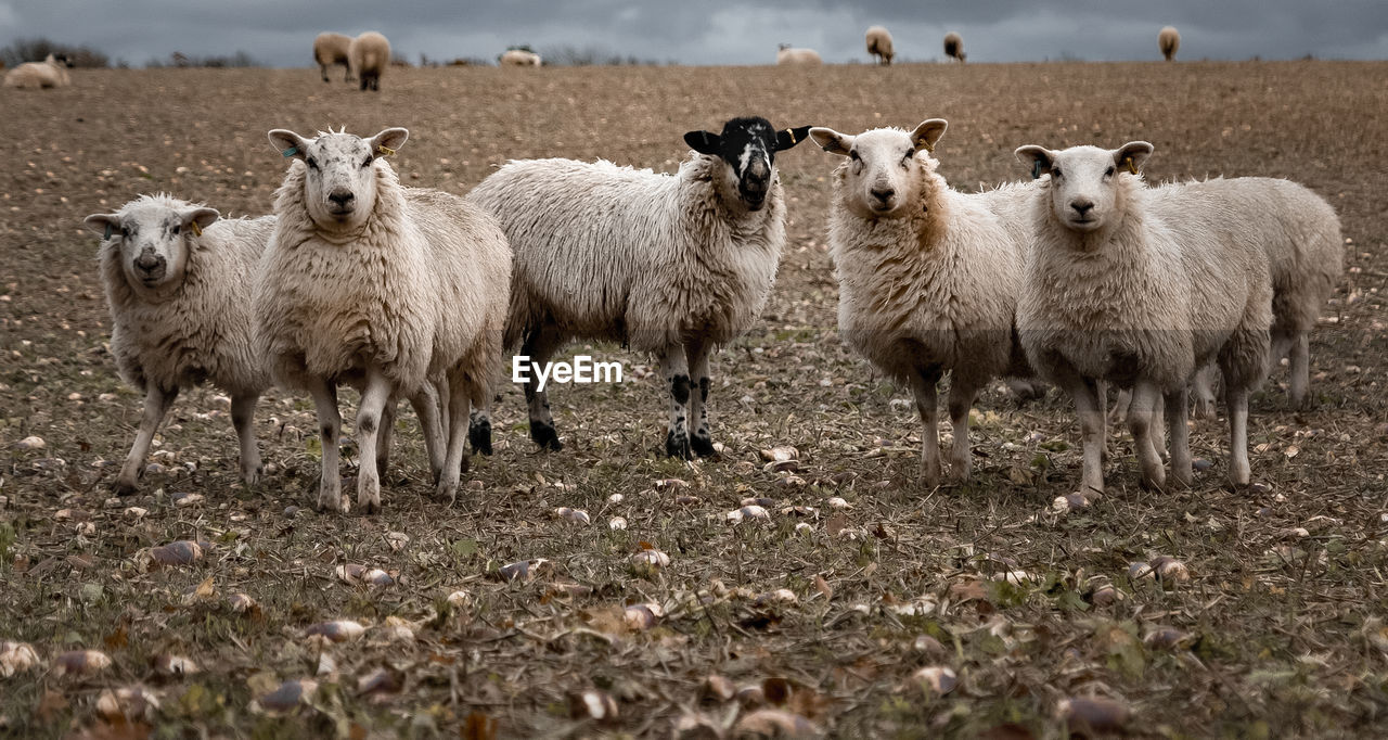 Portrait of sheep on field