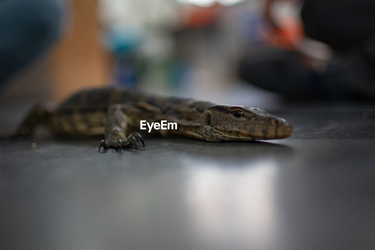 Close-up of lizard on floor