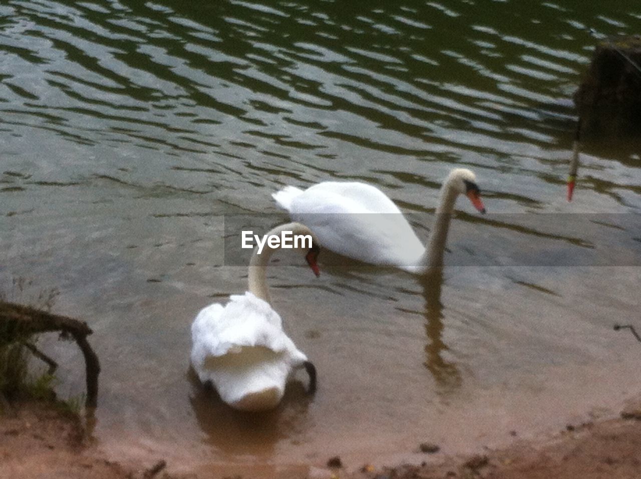 BIRDS IN WATER