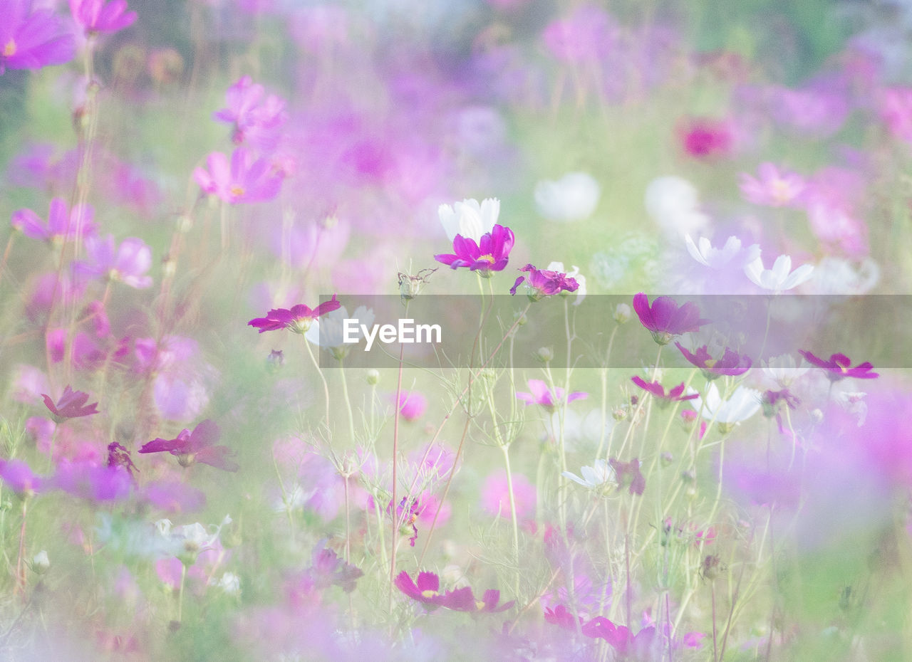 Close-up of pink cosmos flowers on field