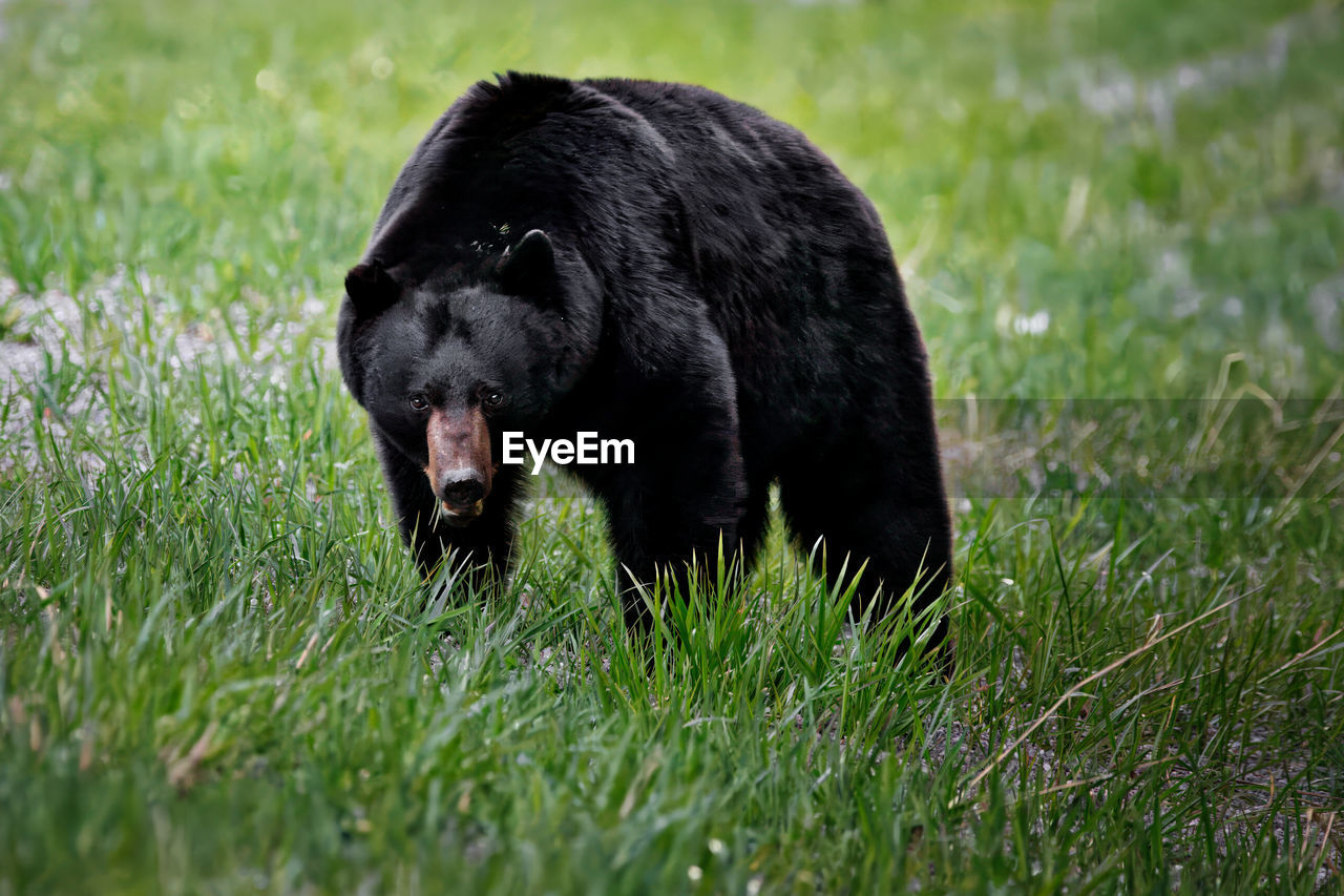 animal, animal themes, mammal, one animal, grass, bear, plant, wildlife, animal wildlife, nature, no people, black, grizzly bear, carnivore, outdoors, green, field, domestic animals, land, day