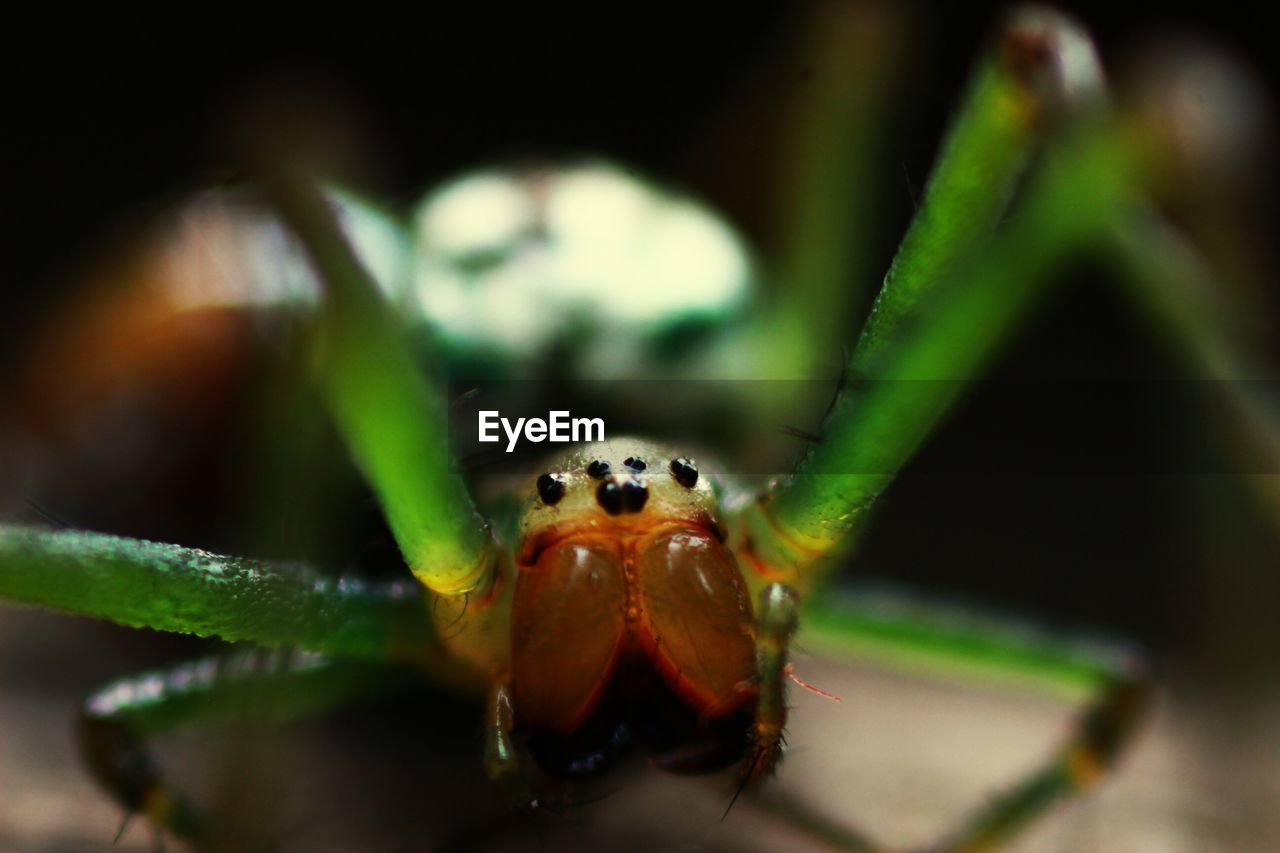 CLOSE-UP OF LADYBUG ON PLANT