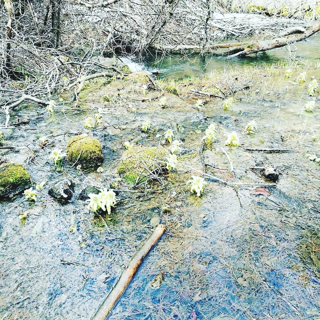 PLANTS GROWING ON TREE